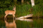 Deer in the River
