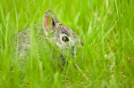 Rabbit in the grass